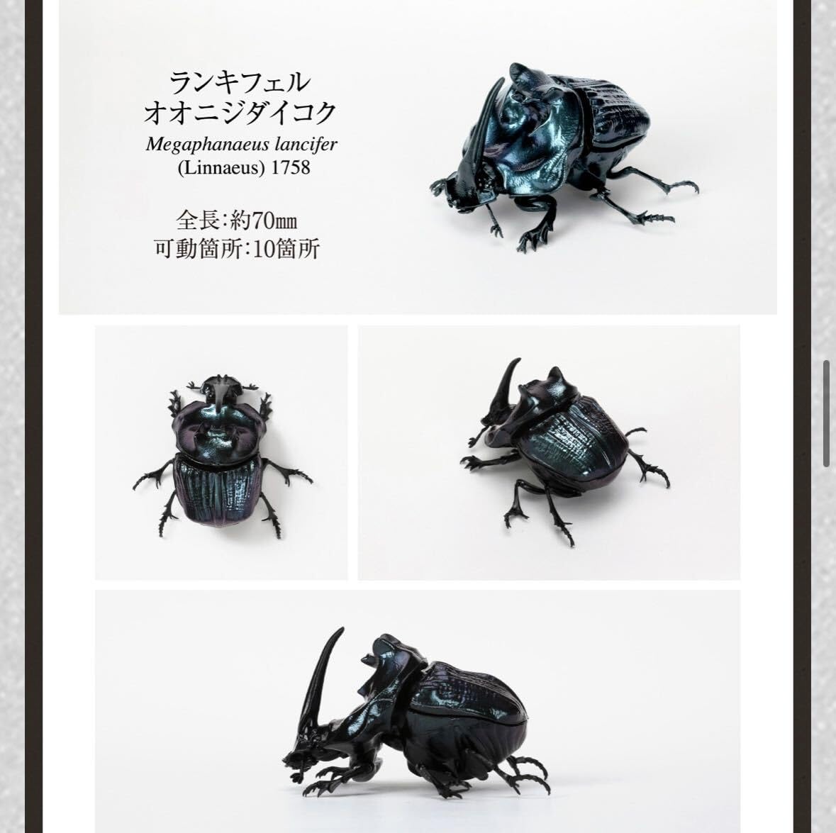 Amazon.co.jp: いきもの大図鑑 かぶとむし07 ランキフェルオオニジ