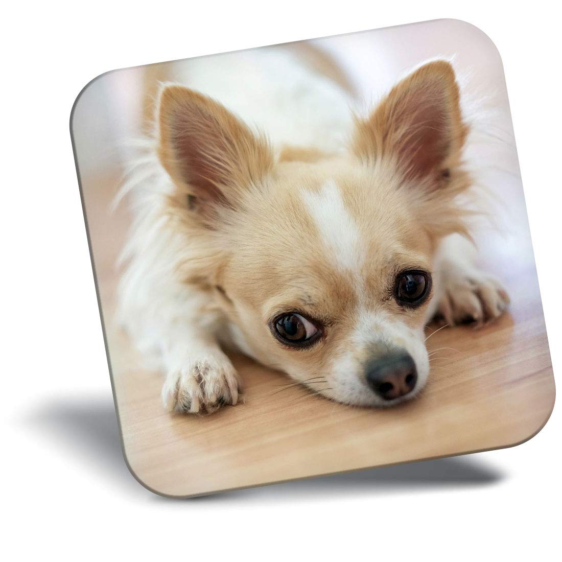 Destination Vinyl Ltd Multicolor Fridge Magnet - Cute Chihuahua Dog Puppy Pet Animal 24218