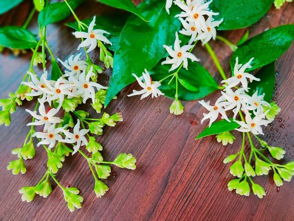 Night Jasmine All Time 12 months flowering Harsingar flower plant