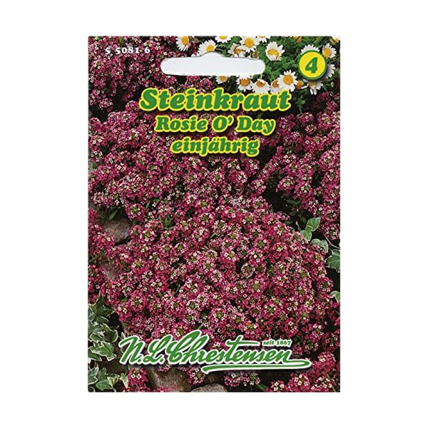 Steinkraut 'Rosi O´ Day' rosa, einjährig, stark duftend ,Polsterpflanzen für Steingärten, Einfassungen und…