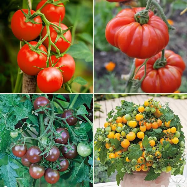 Salad Tomato Seeds Multi-Pack - 4 Salad Tomato Varieties Including Montserrat & Black Cherry