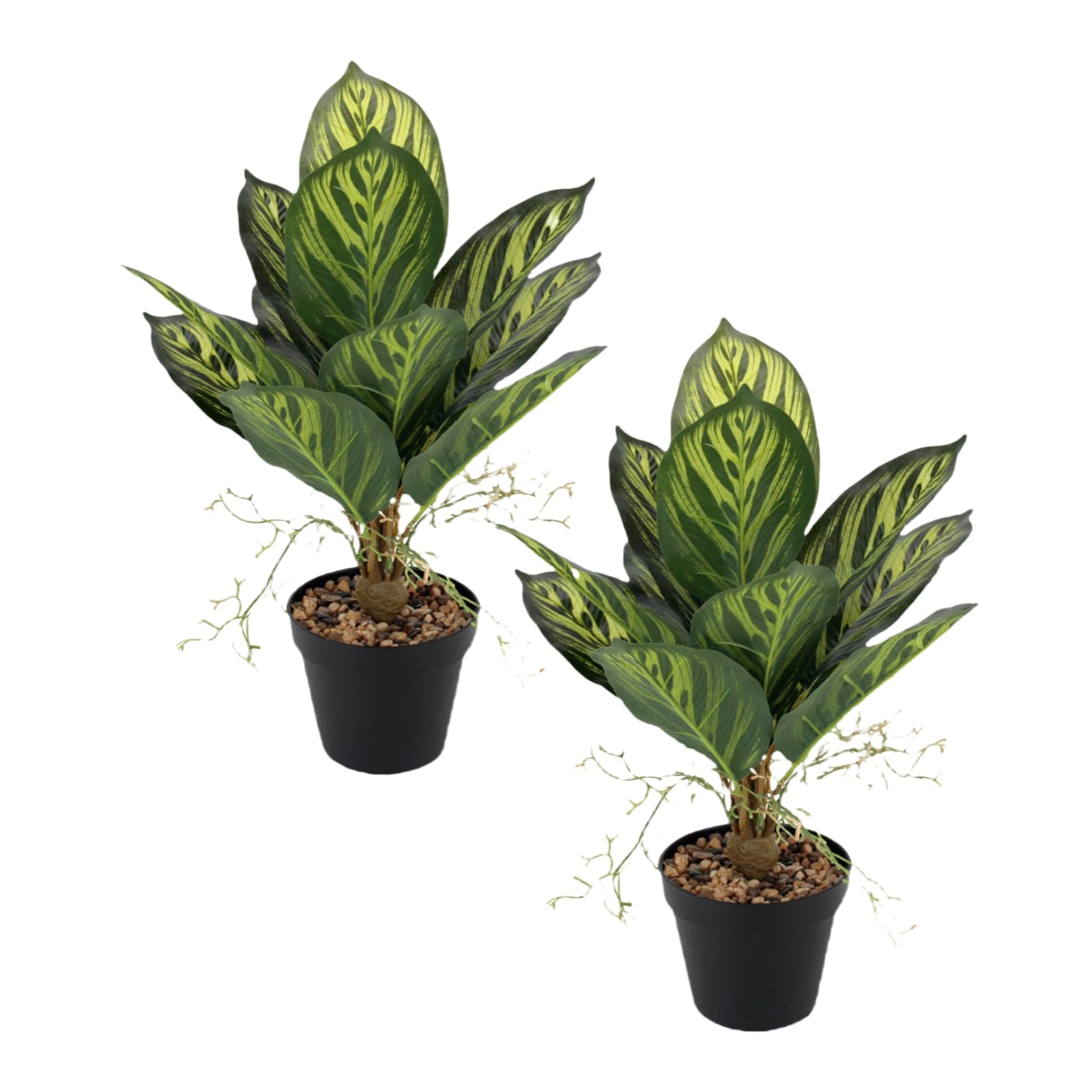 Plante en plastique paon arrowroot de décoration intérieure et jardin