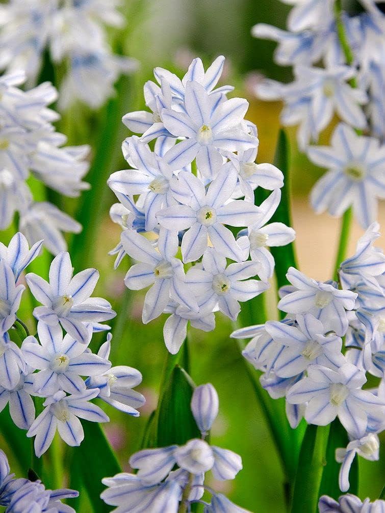 50x PUSCHKINIA libanotica 5/6cm BulbsSpring Flowering Garden Bulbs