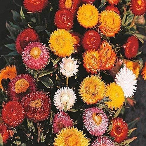 SeeKay Strawflower Helichrysum Bact. Swiss Giant Tall Mix Appx 1500