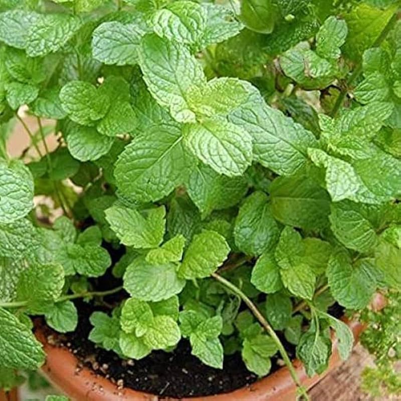 See full amazon price history chart for Natural Greenwise Pudina | Puthina | Mentha | Mint Plant | Medicinal Herbs | Peppermint Plant | Pudina Plant with Pot | Mint plant live with pot | Kitchen Herbs pack of 1 Natural Greenwise Pudina | Puthina | Mentha | Mint Plant | Medicinal Herbs | Peppermint Plant | Pudina Plant with Pot | Mint plant live with pot | Kitchen Herbs pack of 1 (B0CZS2S8HF) Amazon Price History, Amazon Price Tracker