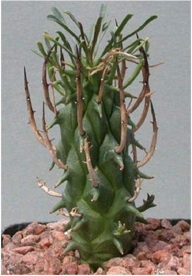 Euphorbia schoenlandii succulent 5 seeds Patio, Lawn