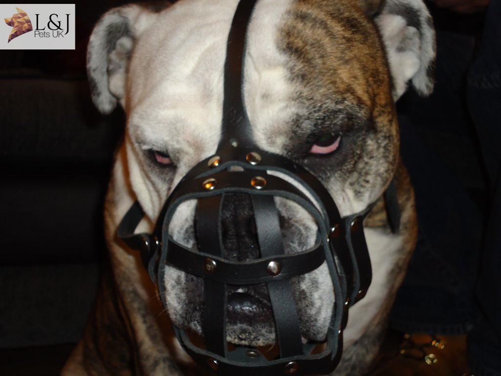 Museruola leggera per cani, adatta a bulldog inglese e altre razze a muso corto