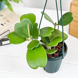 PLANCHU 観葉植物 ホヤ カーリー 4号吊り鉢 育て方説明書付き Hoya kerrii ハートホヤ ガガイモ サクララン 桜蘭