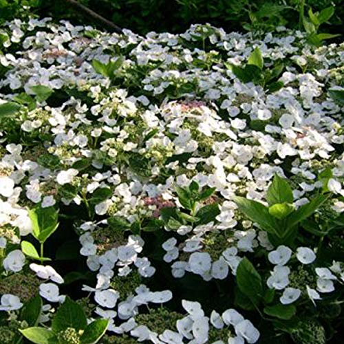 Tellerhortensie 'Teller White' - Hydrangea 'Teller White' - 25-30 cm Topf - Weiße Blüten und auffällige Blütenstände