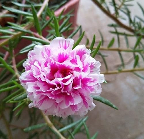Miniatura 5 de 200 semillas de rosa de musgo doble Portulaca Grandiflora Semillas Mix Color Easy Flower Seeds