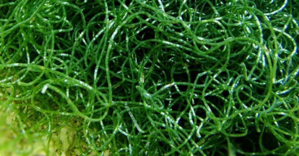 Live Aquarium Plants Chaetomorpha Chaeto Macro Algae 2 Cup. Home for Amphipods, Copepods