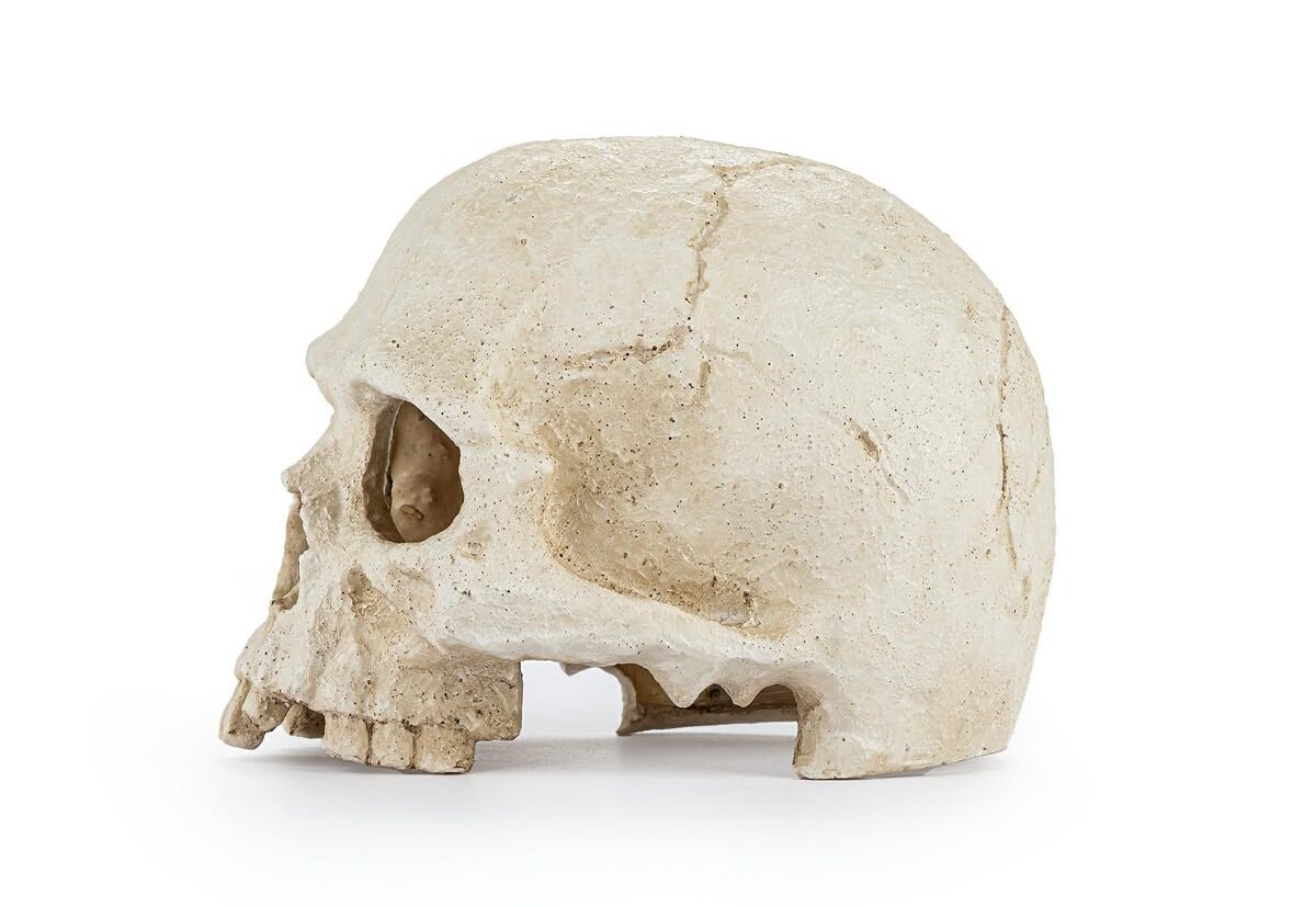 Happet realistyczna czaszka ozdoba do terrarium i akwarium – dekoracja prehistoryczna, kryjówka dla ryb i gadów, żywica, 15 cm