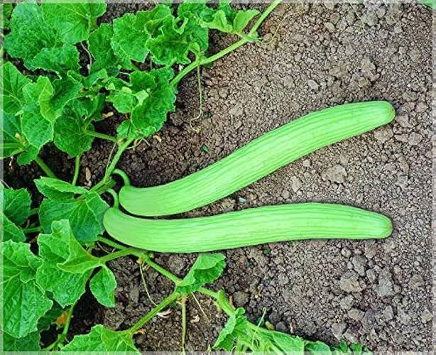 Hybrid Long Kakadi Cucumber Seeds, 250 grams