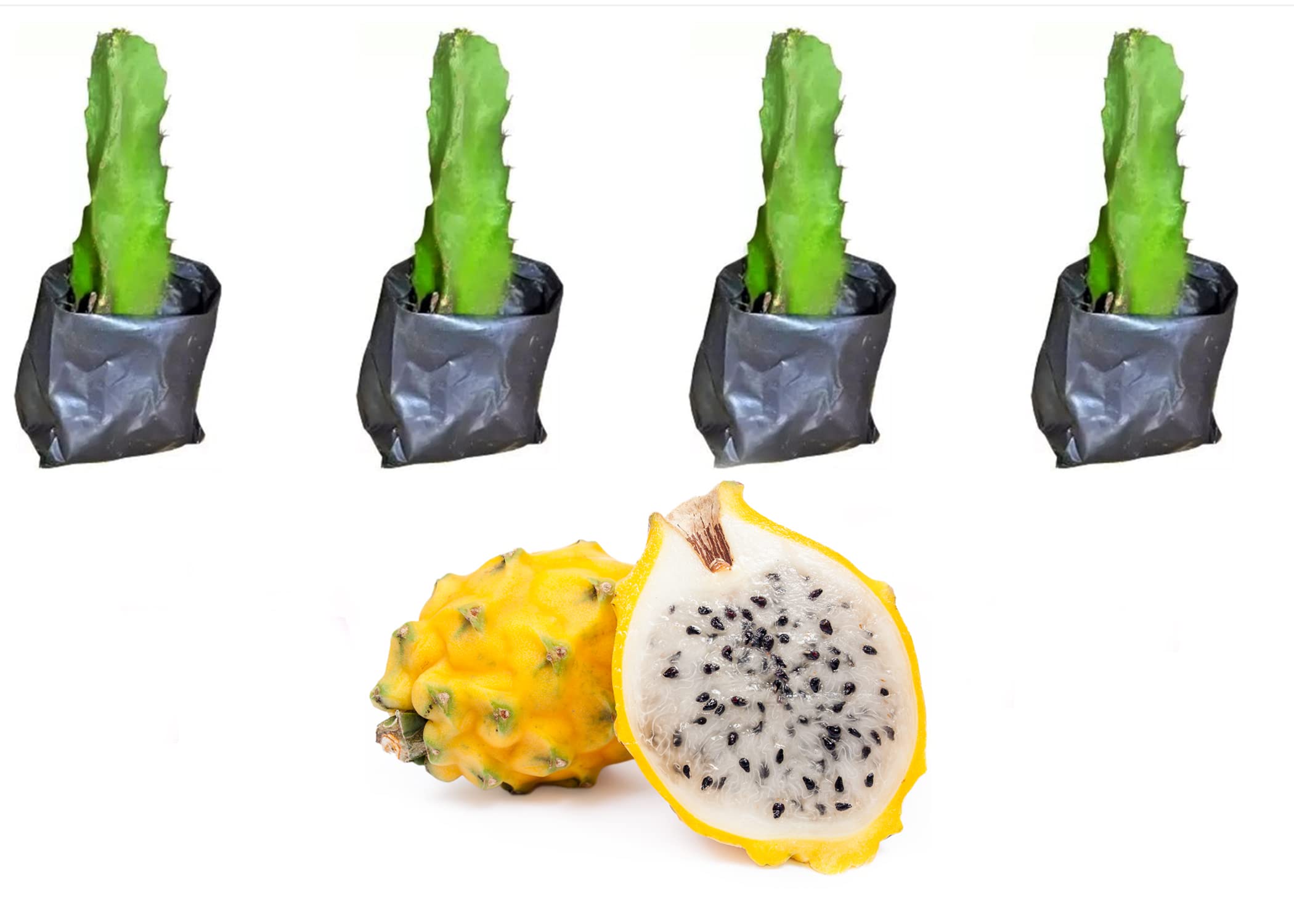 Cloud Farm Dragon Fruit Combo Pack of 4- Yellow Skin with White Flesh Hybrid 4 Pieces of Rooted Dragon Fruit Saplings.[CF06] (B0B6GGVKLN) Amazon Price History, Amazon Price Tracker