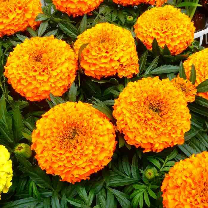 マリーゴールド 種子 オレンジ・イエロー Amazon | マリーゴールド 苗 アフリカン種 オレンジ 3.5号