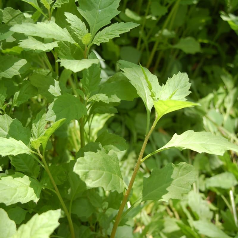 Miniatura 4 de Planta de epazote en maceta de 4 pulgadas, planta viva de epazote de hierba perenne para plantar