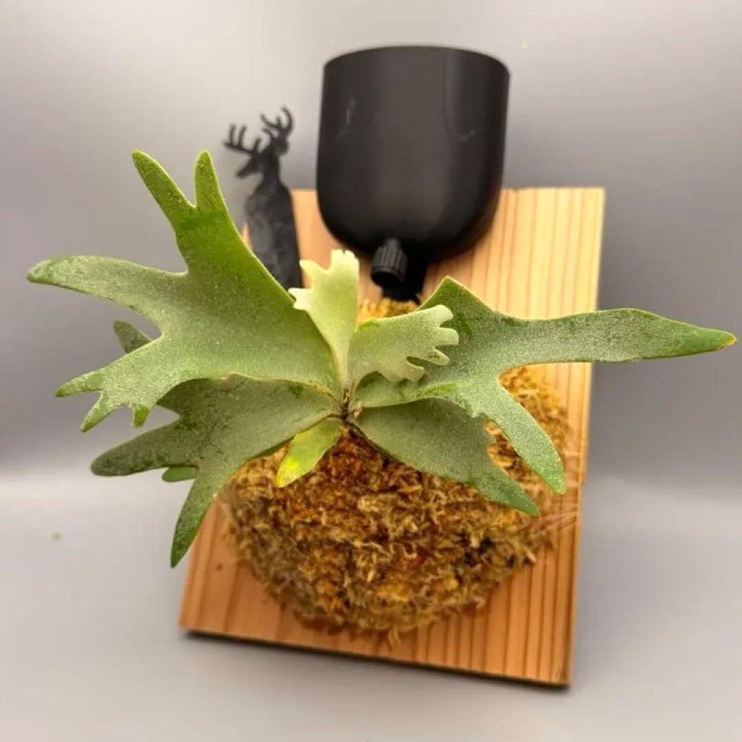 Amazon.co.jp: 激大サイズ ビカクシダP.willinckii OMG spore : おもちゃ