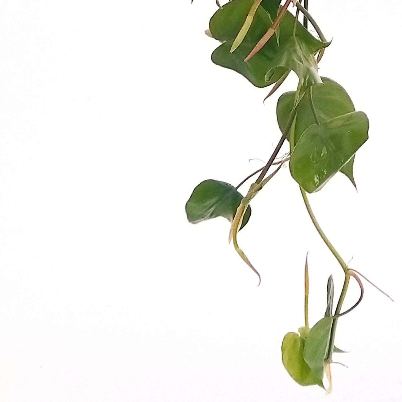 POWERS TO FLOWERS - POTOS EPIPREMNUM AUREUM BASKET e SCANDENS BASKET, piante vere
