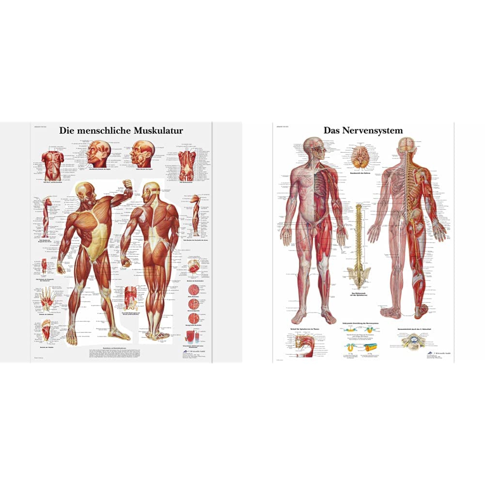 3B Scientific Lehrtafel laminiert - Die menschliche Muskulatur & Lehrtafel laminiert - Das Nervensystem