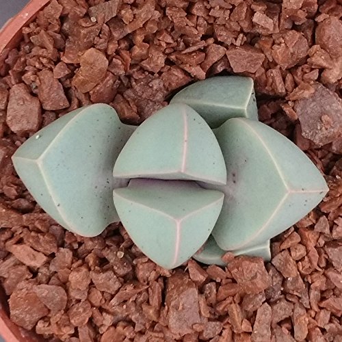 Generic - Lapidaria margaretae - Sukkulenten-Mischung - Lebende Steine - Lithops, Lapidaria Pflanzen - Packung mit 1 Sukkulenten Pflanze, Durchmesser ca. 1 cm