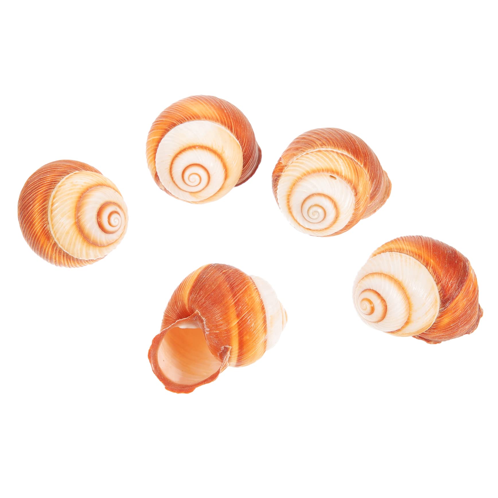 BESPORTBLE 15piezas Natural Escargot Shells para Cocinar Caracoles Al Horno Elegantes y Comestibles para Preparaciones Francesas Resistente y Práctico para Gastronomía