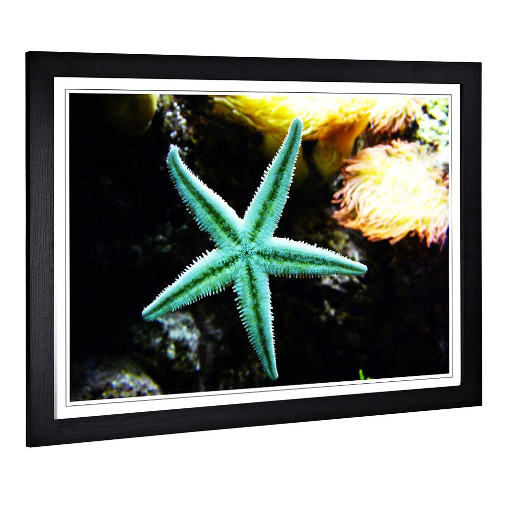 Big Box Art Framed Print of Starfish Design | Wall Art Picture | Home Decor for Kitchen, Living, Dining Room, Lounge, Bedroom, Hallway, Office, Black, A2 / 24.5x18 Inch / 62x45cm