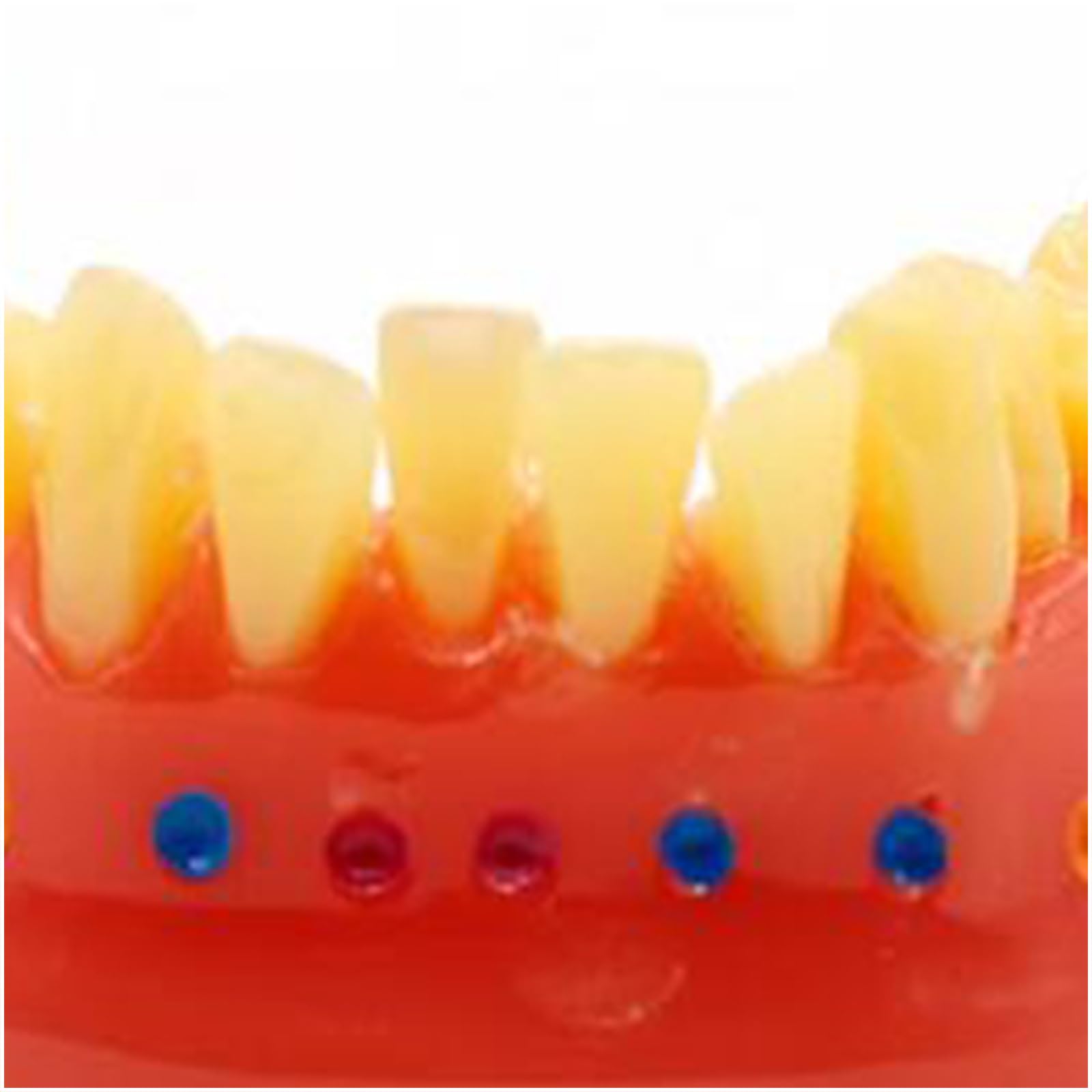 Ortodontyczna szczotka do luk model szczotkowania nicią dentystyczną zęby typodonty model do demonstracji nauczania narzędzie do nauki