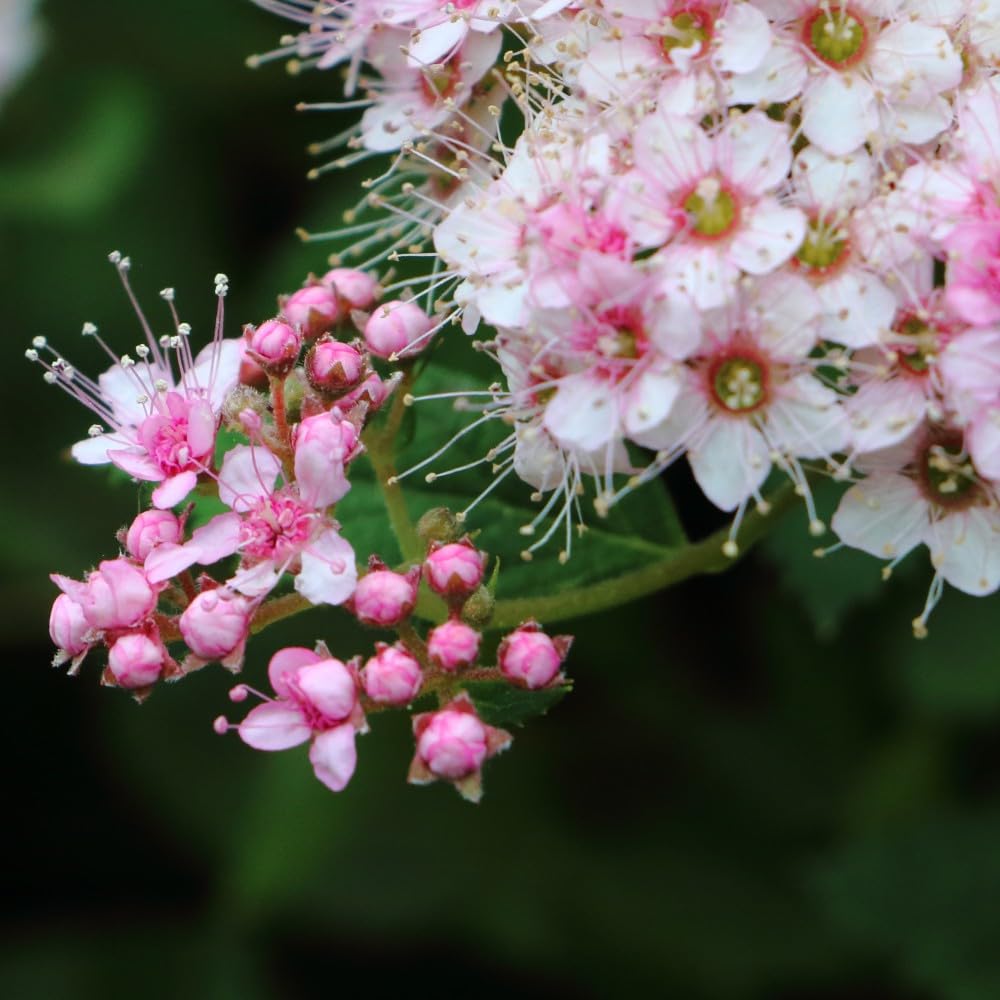 Spiraea Japonica 'Little Princess' – Compact Mound Forming Shrub with Pink Summer Flowers, Ideal for Pollinators and Sunny Gardens - 3X 9cm Potted Plants by Thompson & Morgan