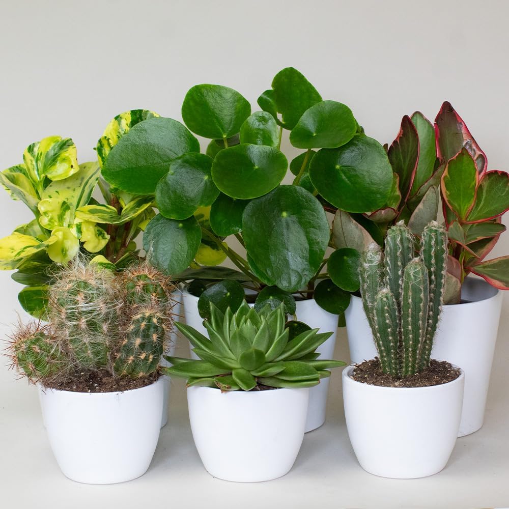 6 x House Plants – Croton Indoor Plant Mix in 13cm Pots, Great Living Room Accessories, Indoor Plant Pot Supplied When Selected