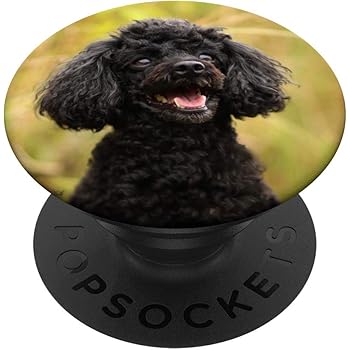 black miniature poodle puppy