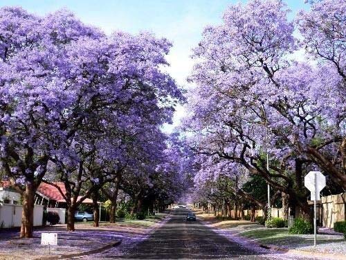 1000 Semi Paulownia Elongata – Albero Della Regina, A Crescita Rapida, Semi Di Qualità