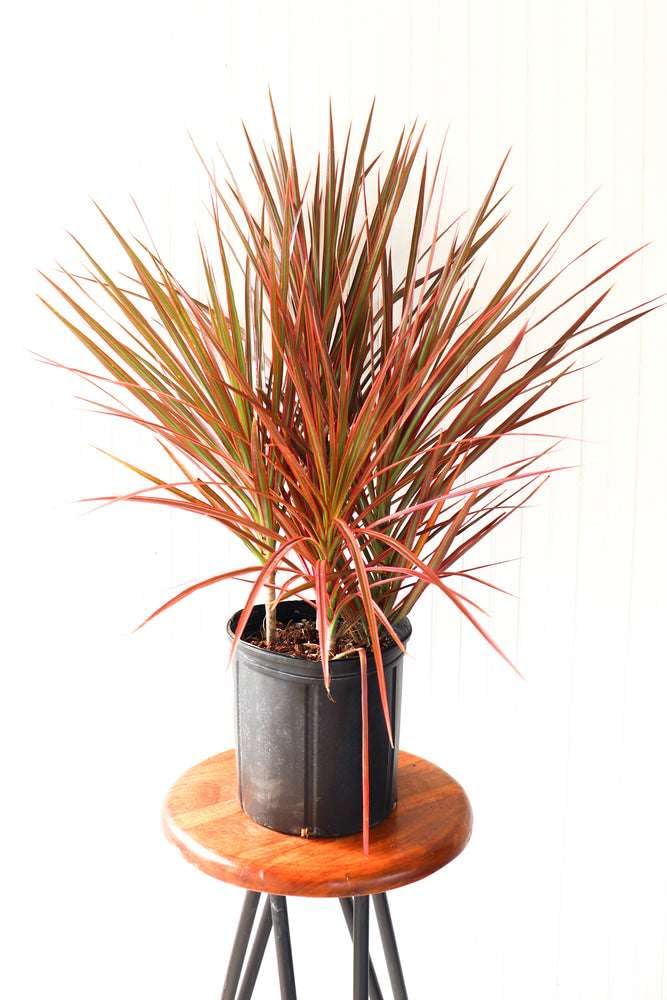 Amazon.com : Dracaena Colorama Live Plant for Indoor | Different  Houseplants in 4'' & 6'' Pot | Real House Plant for Living Room, Office,  Desk & Bathroom | Dragon Tree : Patio, Lawn & Garden