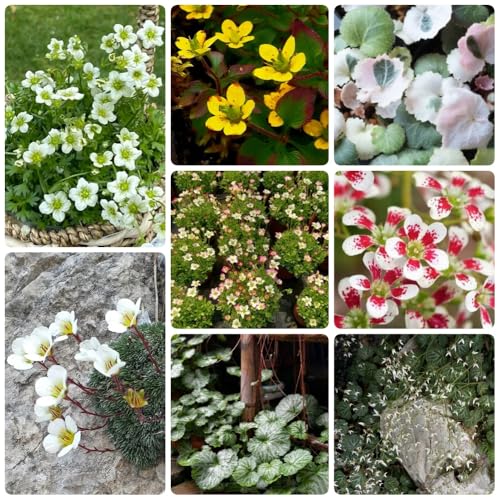 semillas de saxifragas, exóticas resistentes Saxifraga stolonifera, semillas de jardín 80pcs