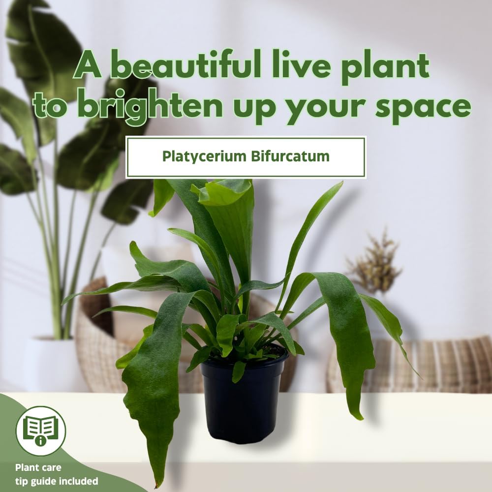 BubbleBlooms Staghorn Fern, in a 4 inch Pot, Platycerium bifurcatum Elkhorn