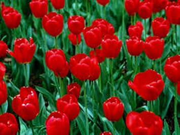 Tulip Bulb 10 Pack, RED Impression, Pure Bright RED Perennial Tulip Bulbs, RED Flowers