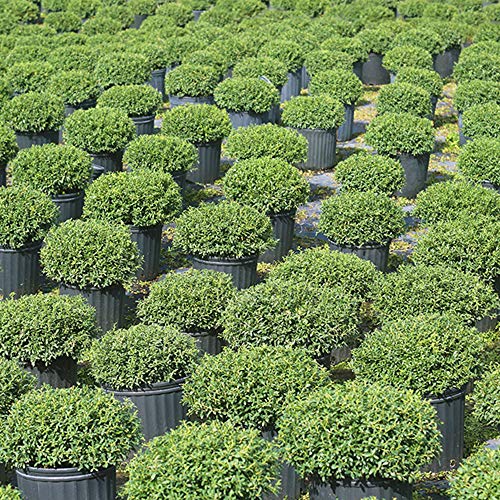 Perfect Plants Helleri Holly Live Plant, 3 Gallon, Includes Care Guide #TOP4