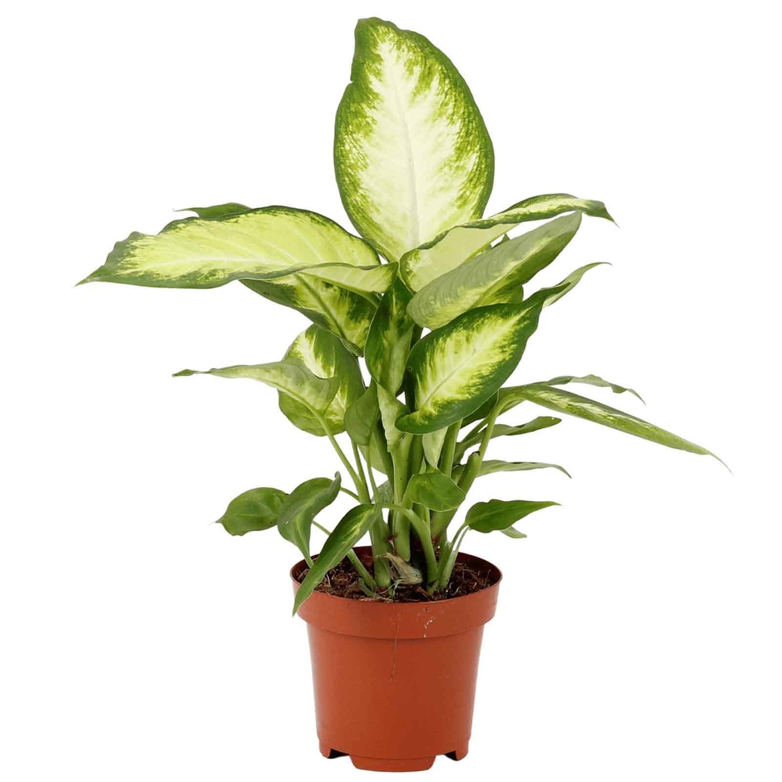 Brook Floras | Dieffenbachia Camilla (Dumb Cane) 12 cm pot, 35 CM Height | Fresh Indoor Plants