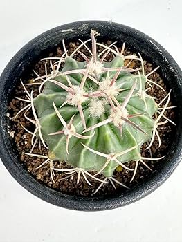 Amazon.co.jp: Echinocactus texensis エキノカクタス 綾波