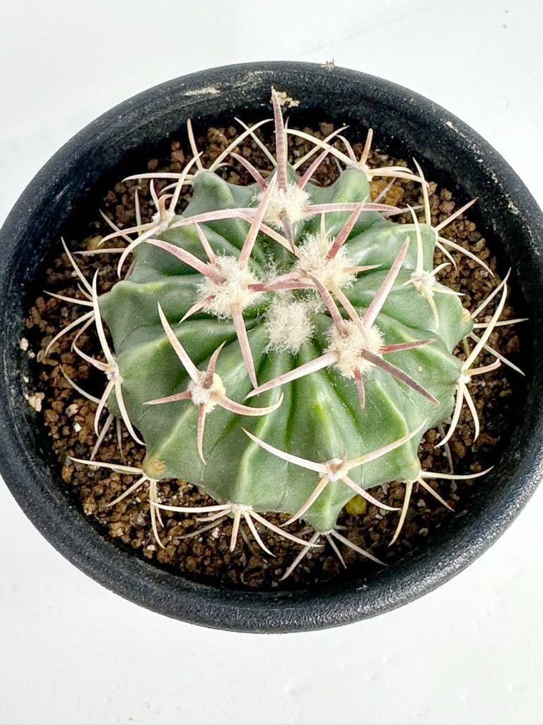 Amazon.co.jp: Echinocactus texensis エキノカクタス 綾波