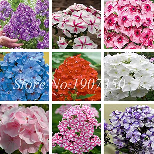 Misto Phlox Fiore Semente 120 Pz Pianta Phlox Fiore Phlox Drummondii Così rara ezza Il tuo giardino: misto