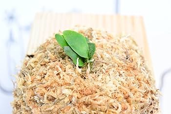 専用　キムチチゲ様ご確認用　 ウィリンキーゴールデンボーイ Amazon.co.jp: 金童 P.willinckii 'Golden boy' spored① ＠ビカ