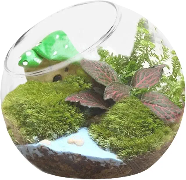 Terrario in vetro con coperchio e fori di drenaggio per piante grasse e muschio