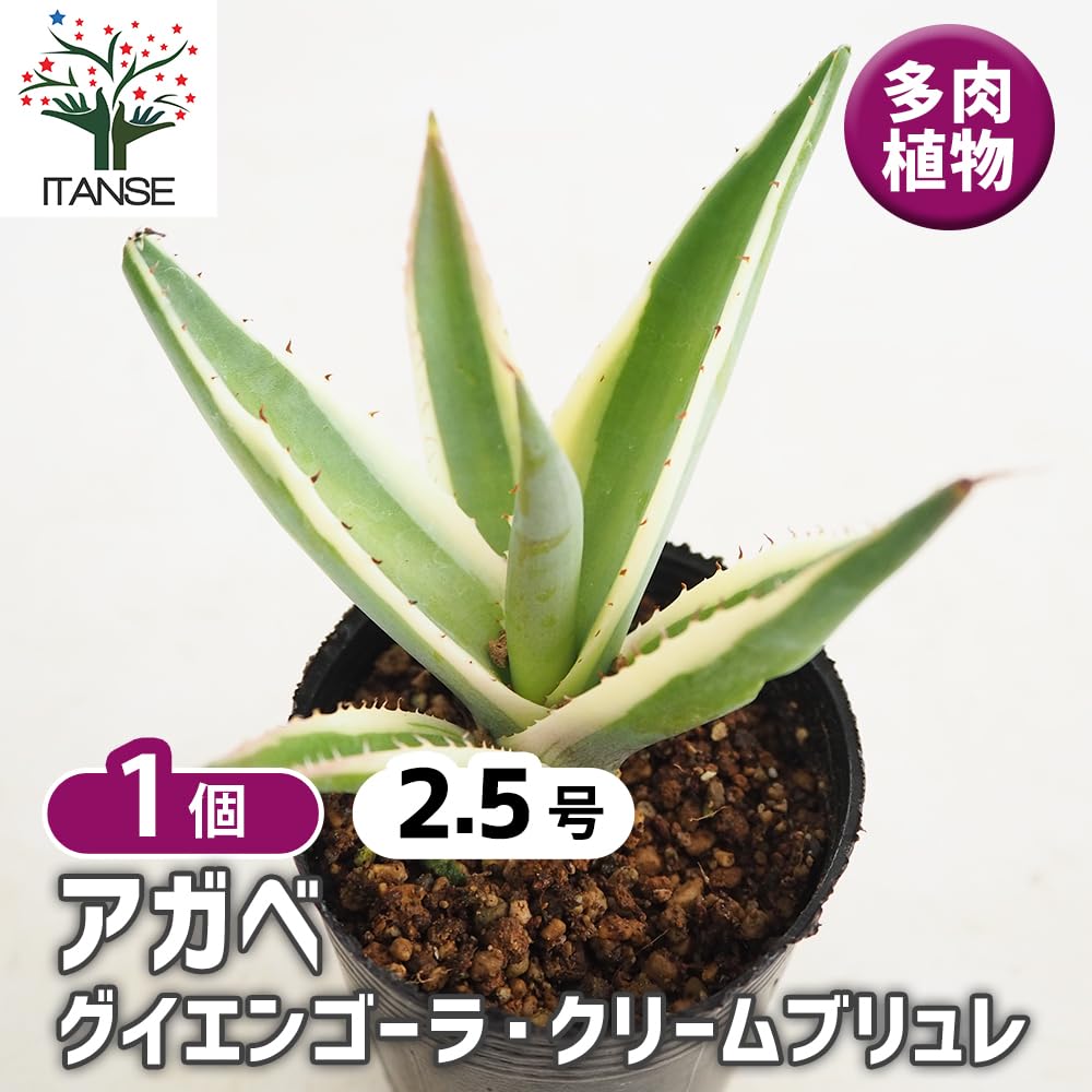Amazon｜ITANSE アガベ グイエンゴーラ・クリームブリュレ 2.5号