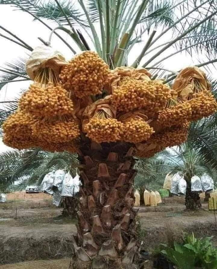 TARULATA PLANTS MARKET SWEET ARABIAN DATE PALM/KHAJUR TISSUE CULTURE TREE LIVE PLANT OUT DOOR PLANT PACK OF 1 PLANT HIGHT 1.5-2 FEET (B0CGN5H28H) Amazon Price History, Amazon Price Tracker