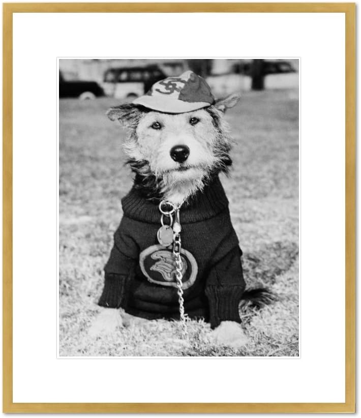 1000Museums University of Southern California Mascot, George Tirebiter II by Unknown, 1950. Framed Art Print