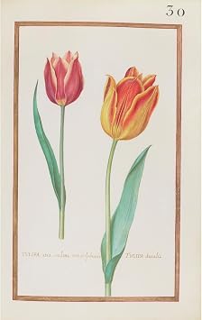 ArtDirect Tulipa atro. rubens oris sulphureis ; tulipa ducalis 1624 Unframed Art Print Giclee Poster by Daniel Rabel - Ready for Framing with Customization Sizes 6x10, 9x14, 13x20, 23x36, 30x48 and 38x60 inches