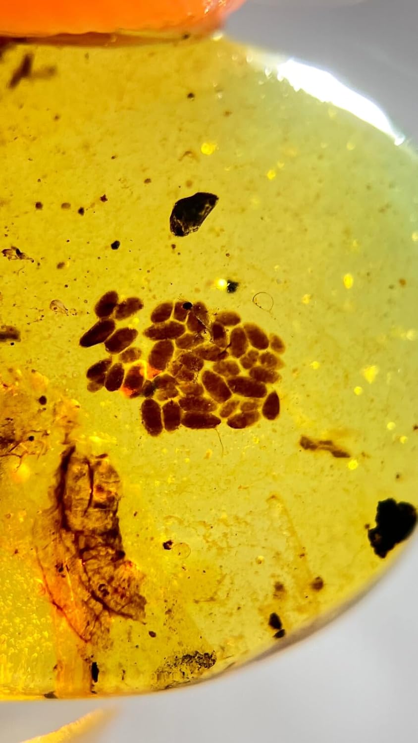 Burmese burmite Cretaceous A Litter of Animal Eggs Insect Fossil Amber Myanmar
