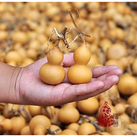 Dried Gourds | Natural Bottle Gourds | 20-Count Variety Pack [4-6.5 cm]