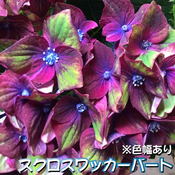 欄&空  輸入アジサイ 苗 7種 輸入アジサイ 苗 ロイヤル グランドール クラッシック - メルカリ