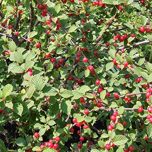 Prunus Tomentosa Seeds Nanking Cherry, Manchu Cherry Deciduous Shrub Ornamental Fragrant Flowers Edible Fruit Used In Jams, Jellies Garden Outdoor 10Pcs Shrub Seeds By Yegaol Garden #TOP25